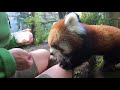 Pabu The Red Panda Cub Loves Snacking