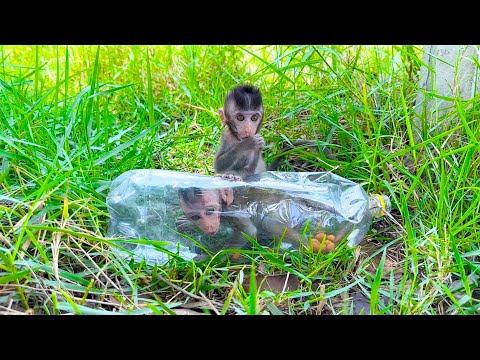 Baby Monkey Jr  is helping JB out of the bottle he’s stuck in😢