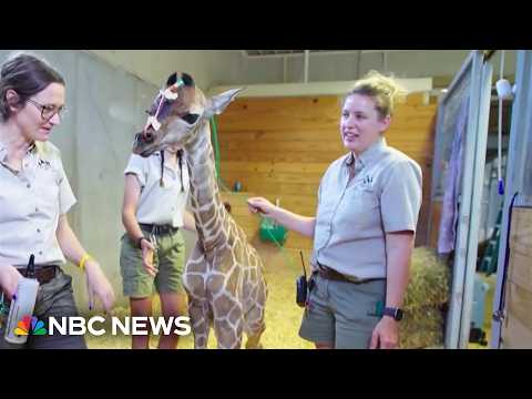 Milani the giraffe debuts at Tanganyika Wildlife Park