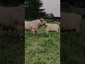 Shorts Dairyfarming Cow Breeding