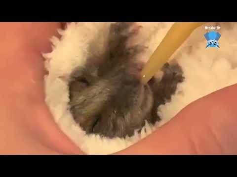 Ringtail possums in care:  Tristan and Ziggy