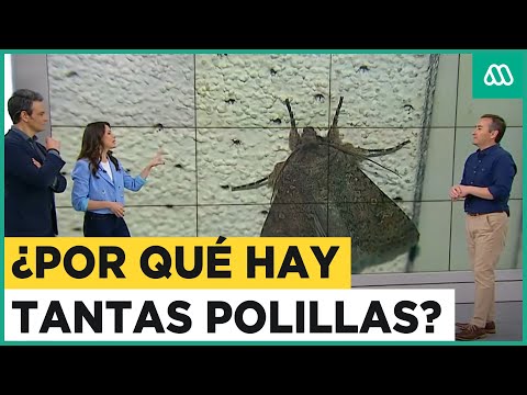 ¿Por qué hay tantas polillas en las casas?