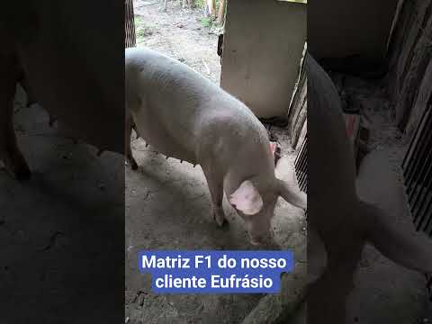 criação de suínos do nosso cliente Eufrásio no sítio Santa Maria Itapajé Ceará.#suinocultura