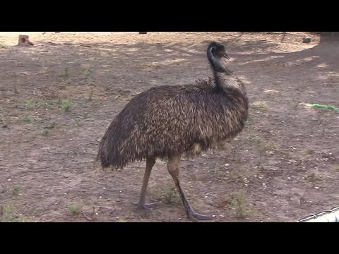 Angry six-foot emu attacks Texas WWII veteran