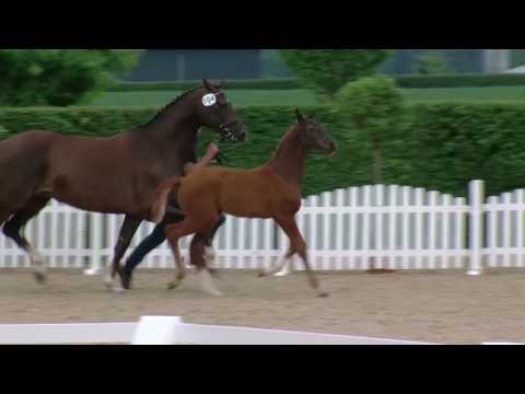 Hf v For Romance I OLD xBretton Woods x Dormello 2017