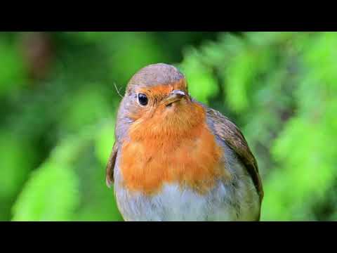Das Rotkehlchen warnt die Jungen vor Gefahr #birds #wildlife #nature