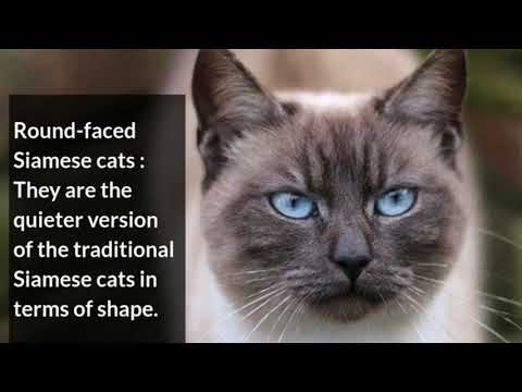 What are the most famous types of Siamese cat