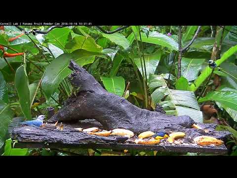 Golden-hooded Tanager Observes Feeder Activity In Panama – Oct. 18, 2018