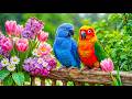 Nature Sounds with Birds and Rain ☔ Relaxing Music for Studying, Sleeping & Healing DEFAULT Thumbnail
