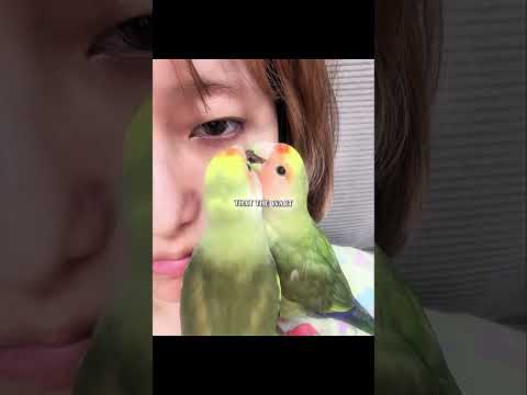 Parrot clean her owner face😅 #shorts #parrot #cute