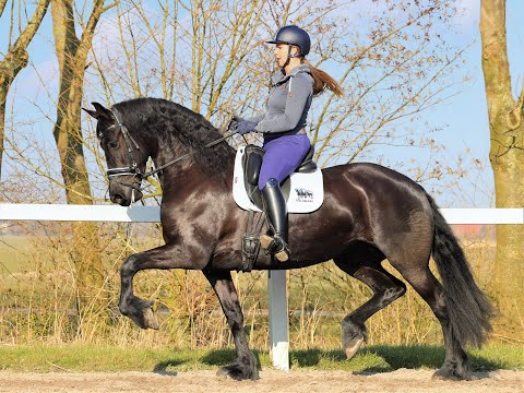 Stal Okkema's Fenna - Hessel x Fetse - Star Mare - 2017 - 1.67m