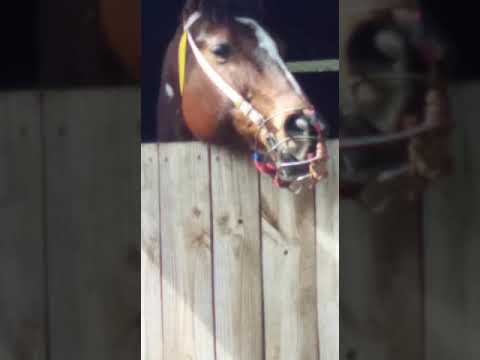 Tema De Tazlina y sus triunfos propietario don Lelo