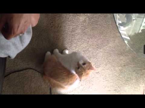 Nikki Minaj cat fight