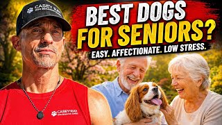 Top 5 Dog Breeds For Seniors