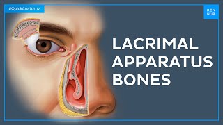 Bones of the lacrimal apparatus - Quick Anatomy | Kenhub