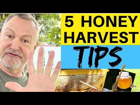 Beekeeping | 5 Tips For Harvesting Your Honey
