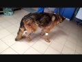 Собака спустя 11-ть часов после операции 