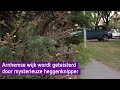 Wilde bosjesknipper teistert Arnhemse wijk Hoogkamp