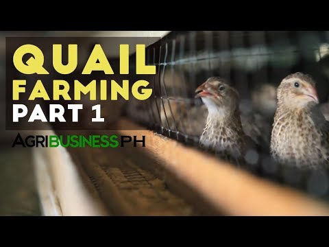 How to start quail farming business | Quail farming part 1 #Agribusiness
