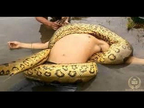 Huyền thoại rắn khổng lồ ăn thịt người (  - NatGeo Tiếng Việt)