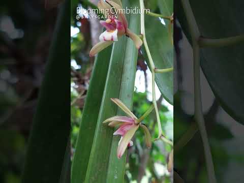 , title : 'Blooming Cymbidium  #garden #wildorchids #native #orchid #flowers'