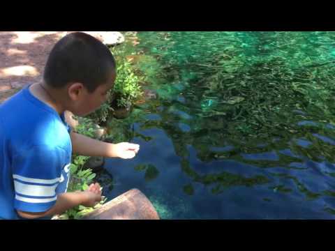 Feeding trout.