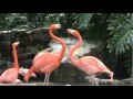 Flamingos Throw It Down And Fight