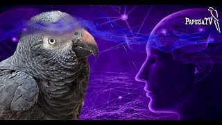 Telepathy in Parrots