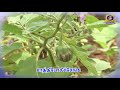 Promo Pon Vilaiyum Bhoomi 12 11 2020