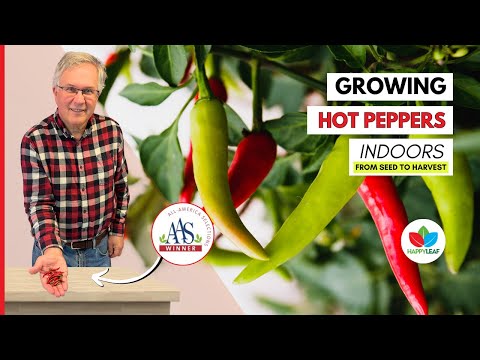 , title : 'Growing Peppers From Seed Indoors with Grow Lights | How to & Harvest'