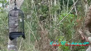 Download lagu Pikat Kolibri Wulung atau kowul dengan cepat. Pastikan pulut ditempat yg pas. mp3 Download lagu Pikat Kolibri Wulung atau kowul dengan cepat. Pastikan pulut ditempat yg pas. mp3