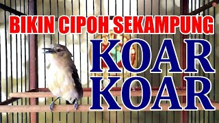 Download lagu Terbukti Ampuh! Cipoh Jantan Pasti Ikut Nyaut Gacor Dengar Suara Sirtu Tarung Ini mp3 Download lagu Terbukti Ampuh! Cipoh Jantan Pasti Ikut Nyaut Gacor Dengar Suara Sirtu Tarung Ini mp3