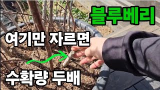 블루베리 여기를 빨리 잘라줬더니 수확을 두배세배로 더 하게되네요! #블루베리나무심는법 #블루베리나무재배 #블…
