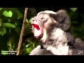 Some lemurs sing in sync | Science News