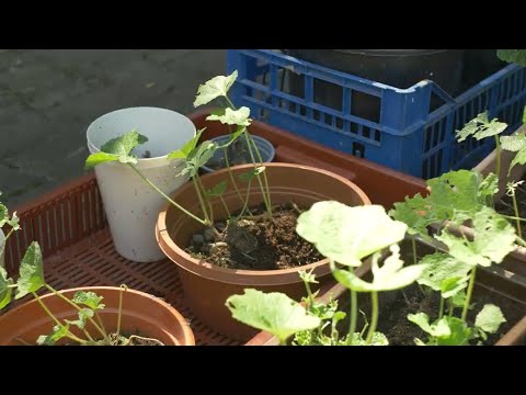 Sadzimy malwy dla Tetmajera