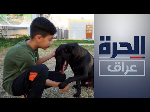 شاهد بالفيديو.. تنظيم دورة لتدريب الكلاب البوليسية في واسط