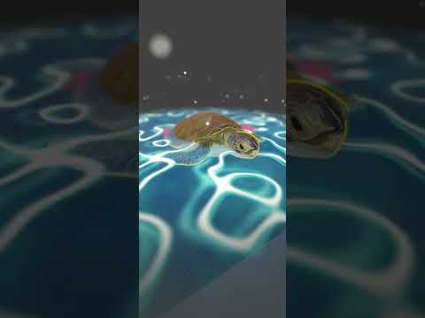 Numisart AR