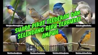 Download lagu Suara Pikat Tledekan Dan Selendang biru Terbukti Ampuh 100% auto dapat mp3