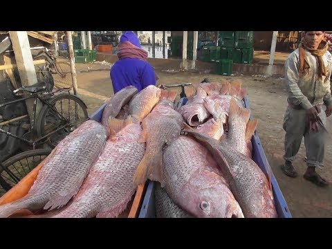 Indian Beautiful Big Fish ( Lali Bhola Bhetki ) | Fish Coming From Digha Mohana Sea Beach Video