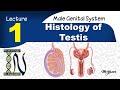 1a- Histology of Testis part1-Coverings of testis and spermatogenic cells-Male genital system