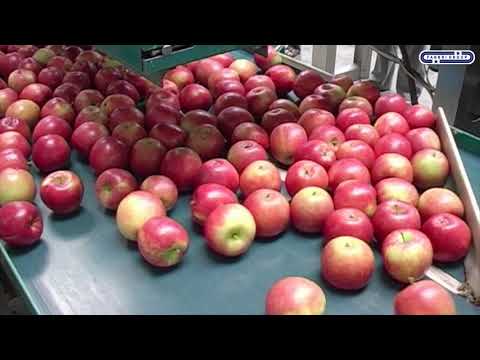 Automac 55 più - conditionneuses automatiques- fabbrigoup_4