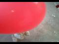 Dog Chasing Balloon