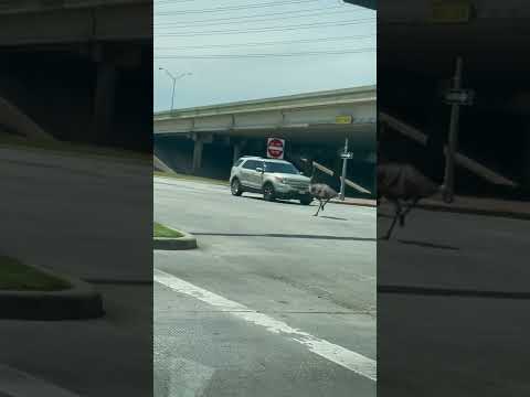 Pet Emu on the Loose Taking Day Out in Houston