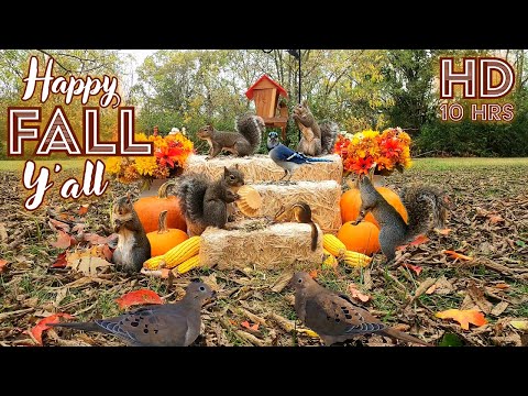 [10 Hours- No Ad Interruptions] TV for Dogs & Cats 🐈🐕📺| Squirrels, Birds & Chipmunks | Fall/Autumn