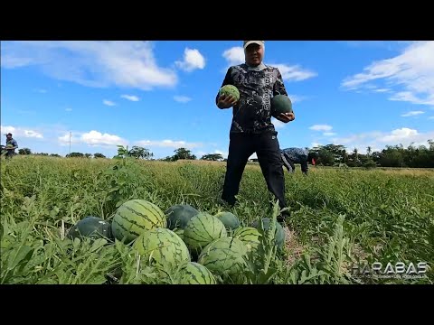 EP626-Part1 - Pag-ani ng Pakwan ni Dalaman