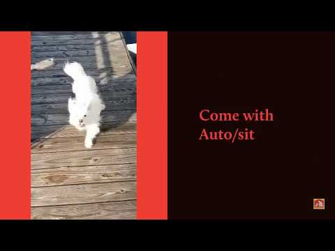 Dog Training In Your Home Columbia video.