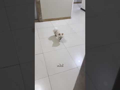 ついに飼い主を見つけた 🥹