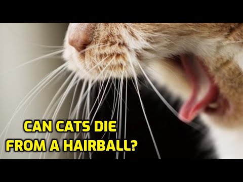 YouTube video about: Can cats die from hairballs?