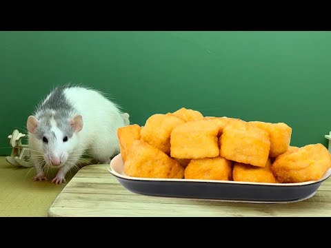How to Cook Fried Tofu for Rats? Does he like it?