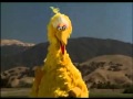 Big Bird Cameo